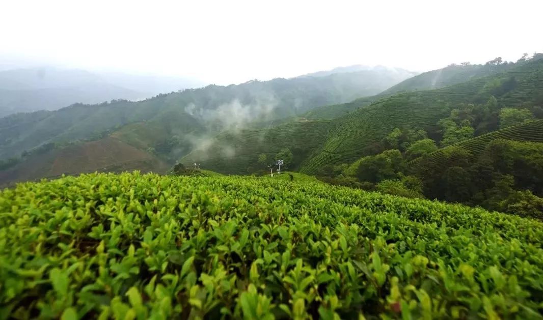 昭平縣上榜2018中國茶業百強縣_品牌