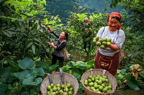 金口河區 推行食用農產品“帶證上市”，守護百姓“舌尖上的安全”